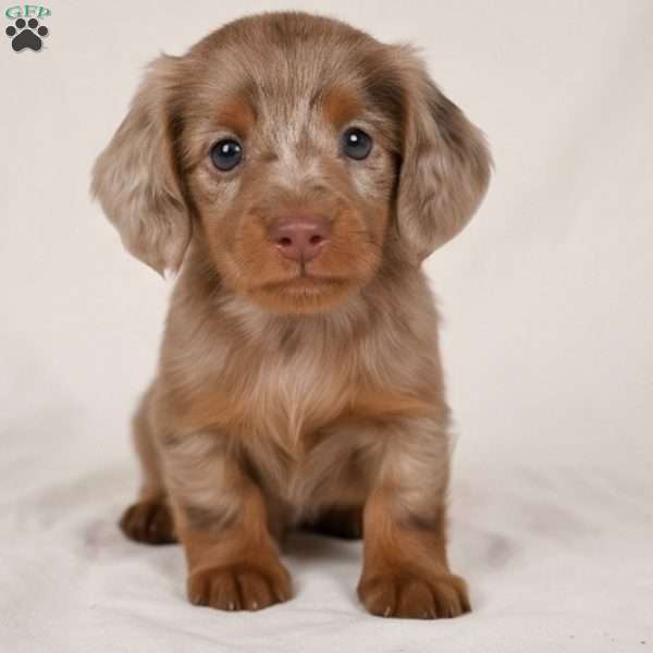 Beau, Dachshund Puppy